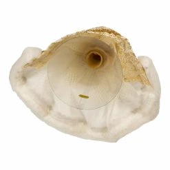 Best reviews of ⌛ Kurt S. Adler, Inc. Christmas Tree Toppers Kurt Adler 10-Inch Gold And White Jeweled Angel Tree Topper 🌟 -Jolly Ornaments Shop detail3KSA3350